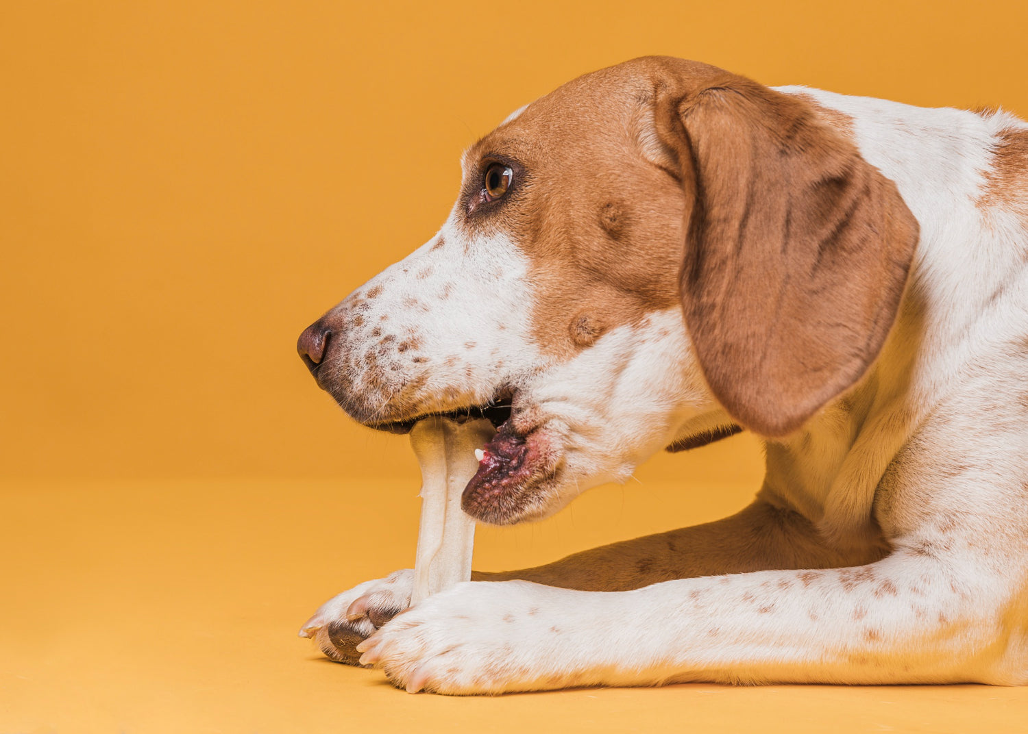 Healthy Bones & Chews
