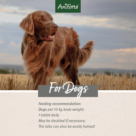 AgilityVET Joint Care Tablets by AniForte-4