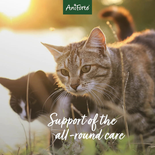 4in1 Complete for Cats 60g by AniForte-4