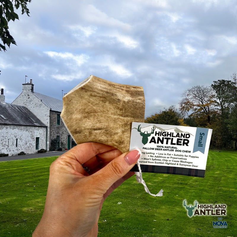 Fallow Antler by Nova-2
