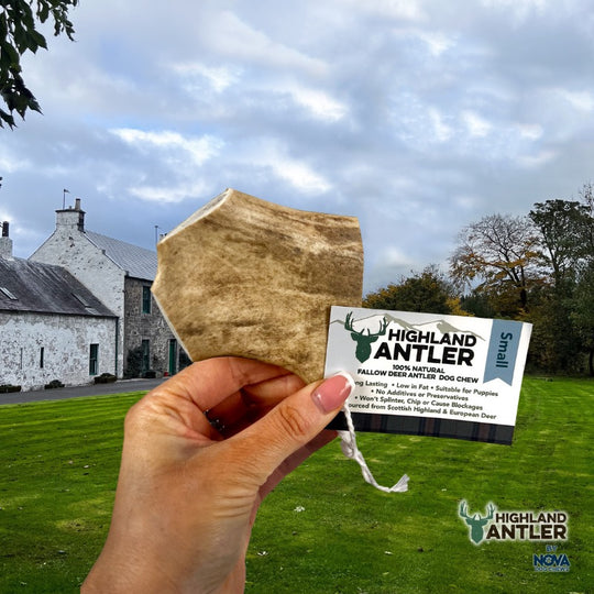 Fallow Antler by Nova-2