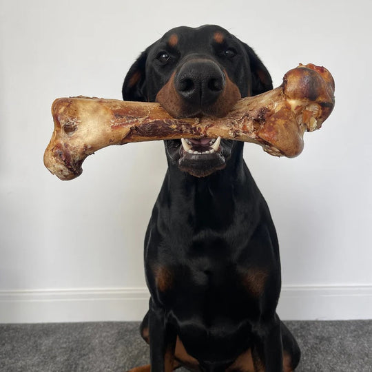 Ostrich Large Dino Bone-1