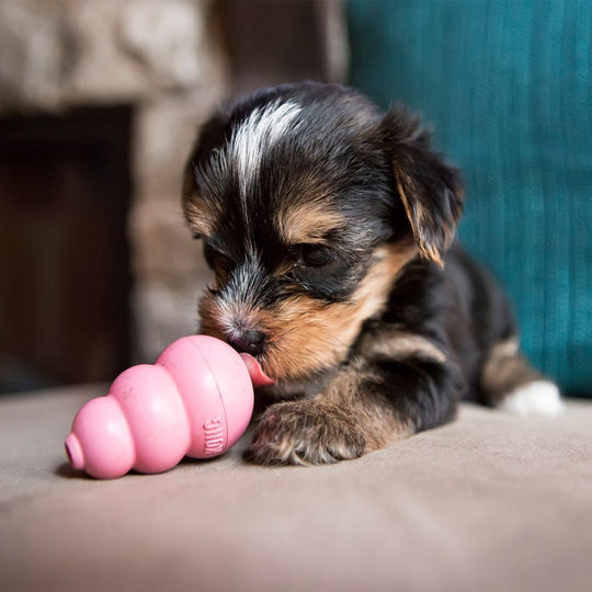 KONG Puppy-0