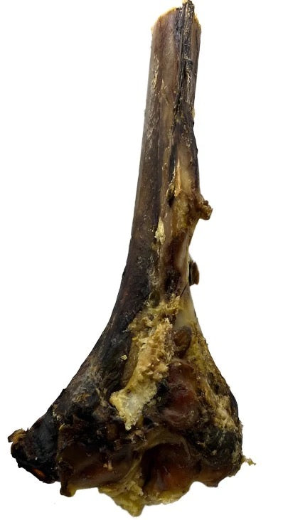 Nova Ostrich Large Tibia Bone-1