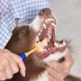 Arm & Hammer Fresh Coconut Dental Kit Dog-2