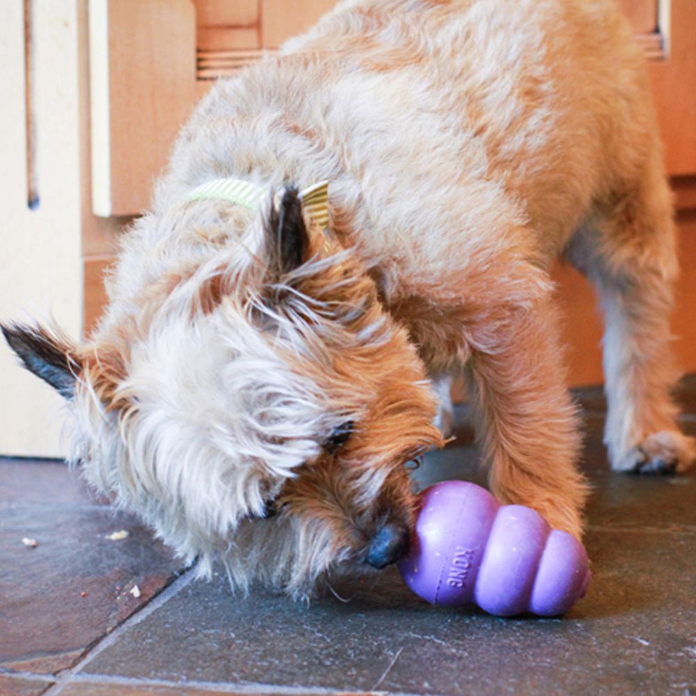 KONG Puppy-5