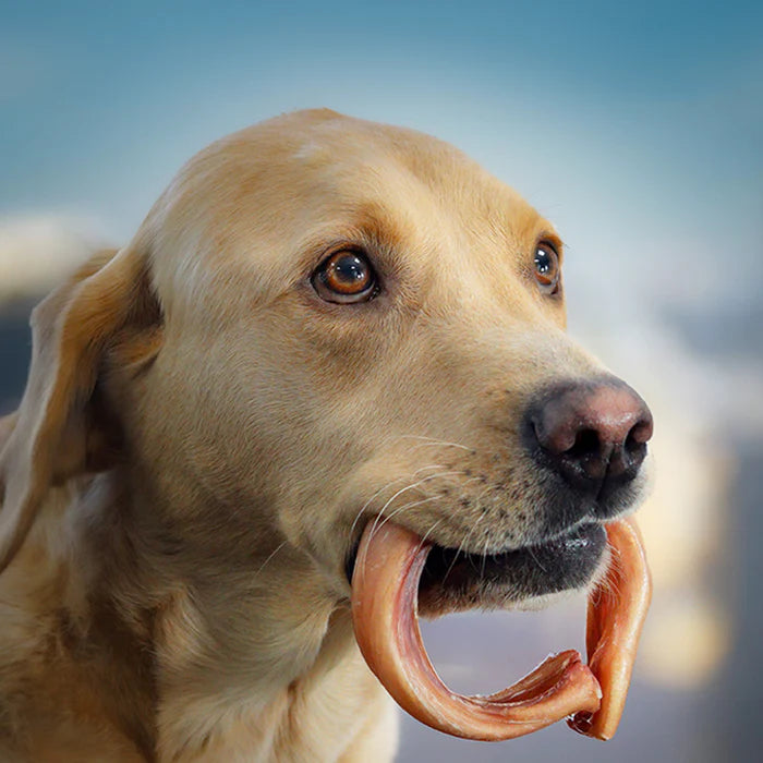 Odourless Pizzle Ring-1