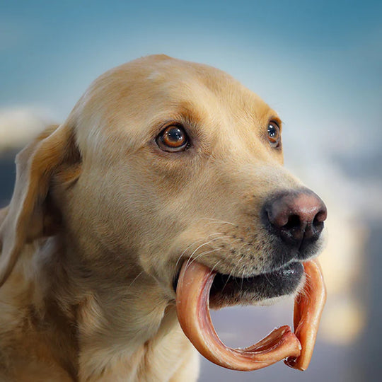 Odourless Pizzle Ring-1