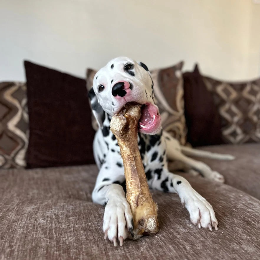 Ostrich Large Dino Bone-3