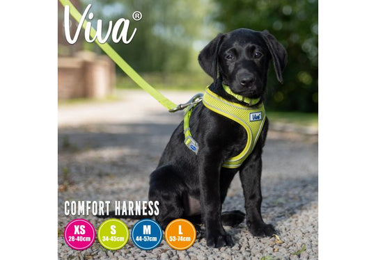 Viva Lead-2