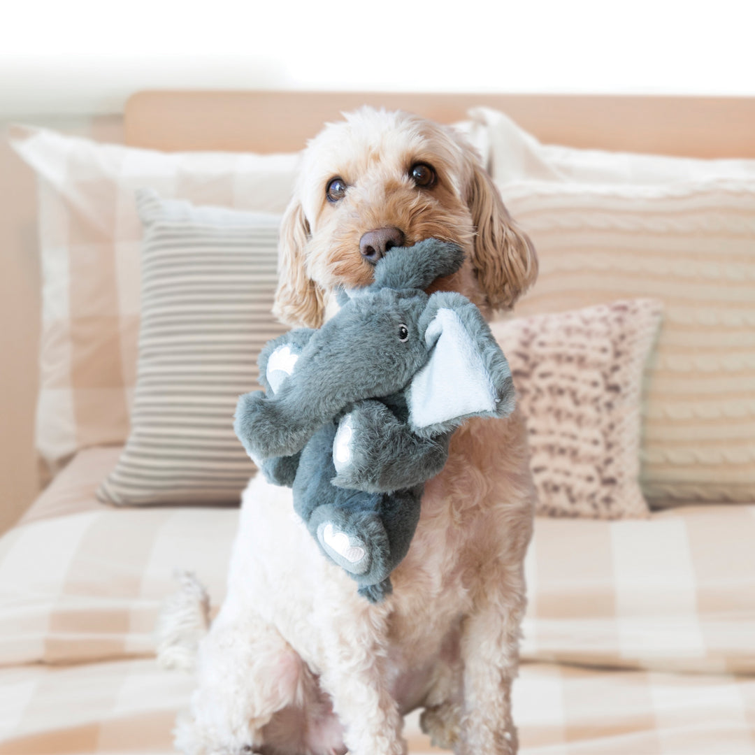 KONG Comfort Kiddo Range-4