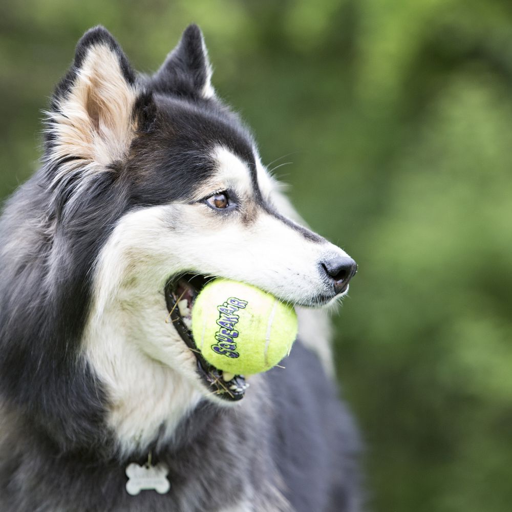KONG - SqueakAir Tennis Balls-5