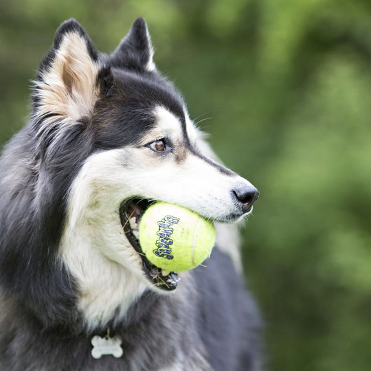 KONG - SqueakAir Tennis Balls-5