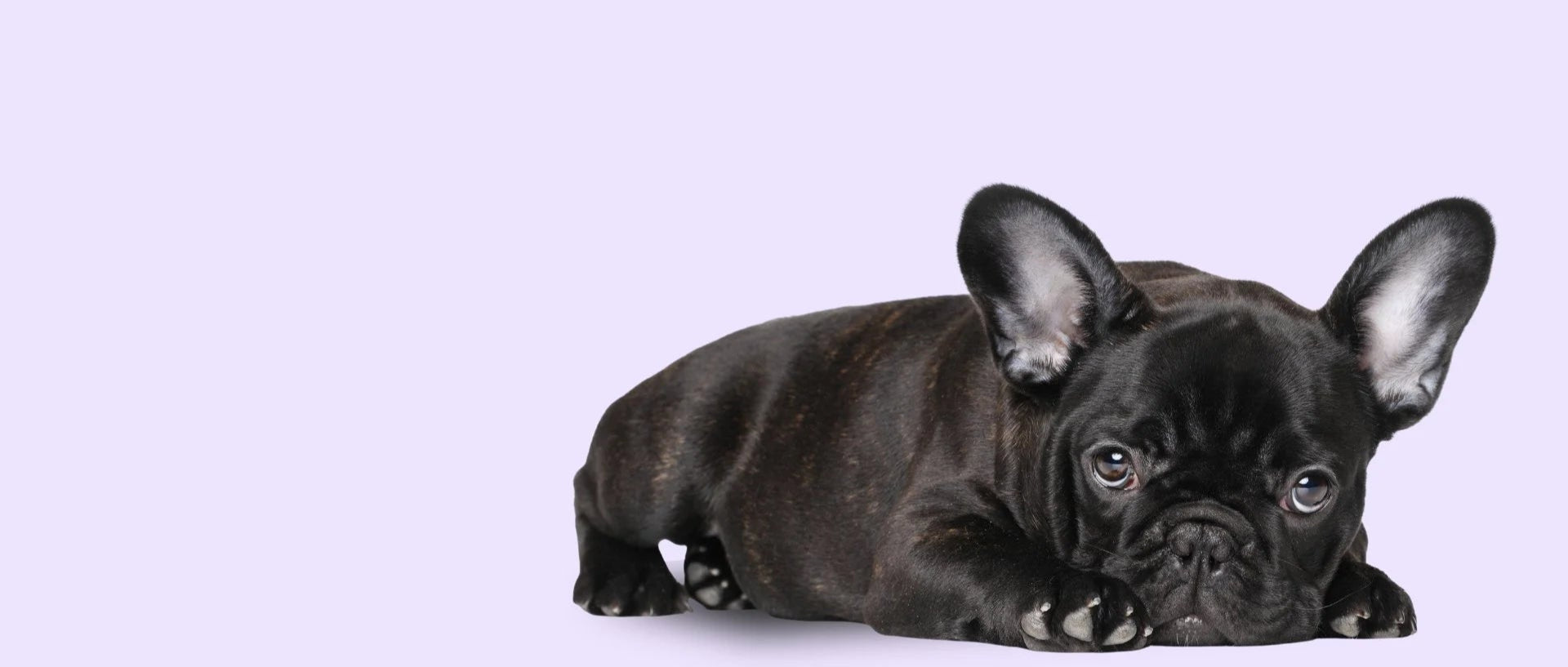 Brindle French Bulldog puppy on a light purple background