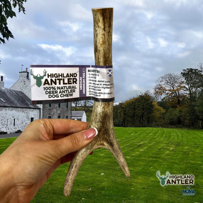 Full Antler Dog Chew