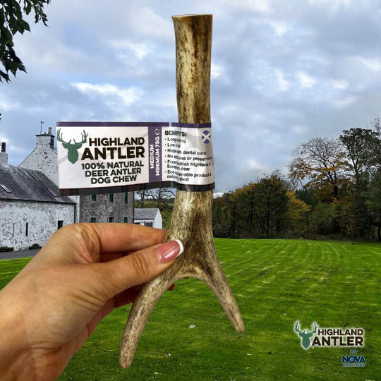 Full Antler Dog Chew