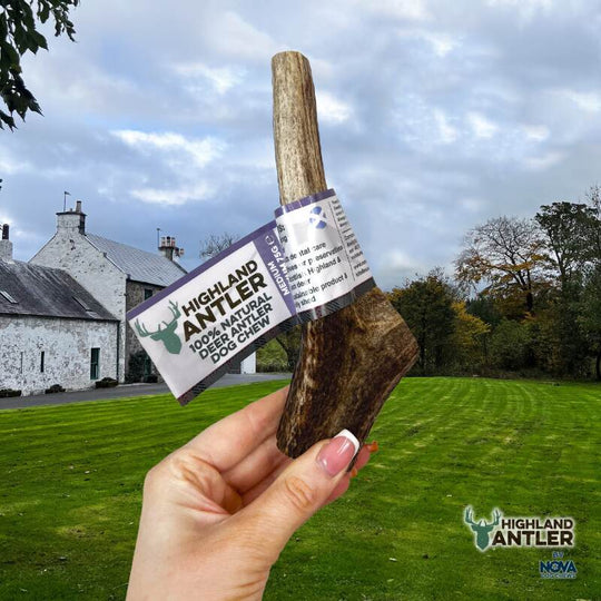 Full Antler Dog Chew