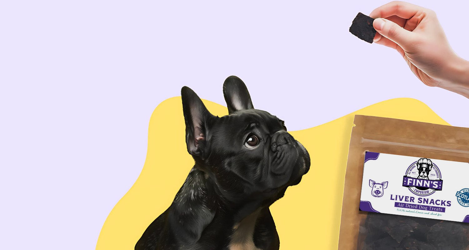 Black dog looking at a liver snack with a hand and Finn's Liver Snacks packaging on a purple and yellow background