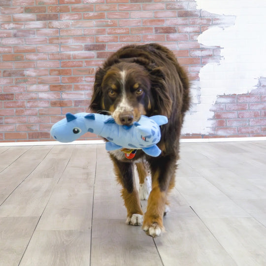 KONG - Dynos Roar Blue