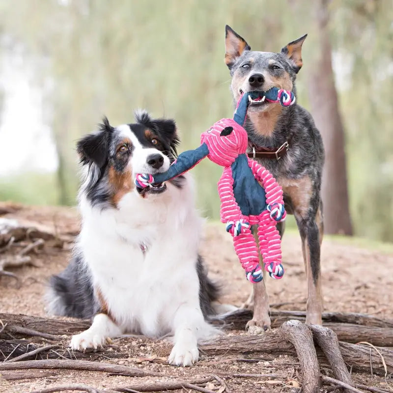 Two dogs playing with a colorful rope toy outdoors.