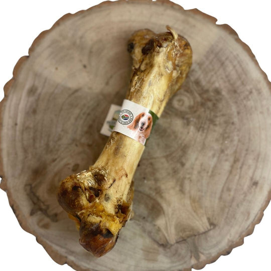 Nova - Ostrich Dino Bone