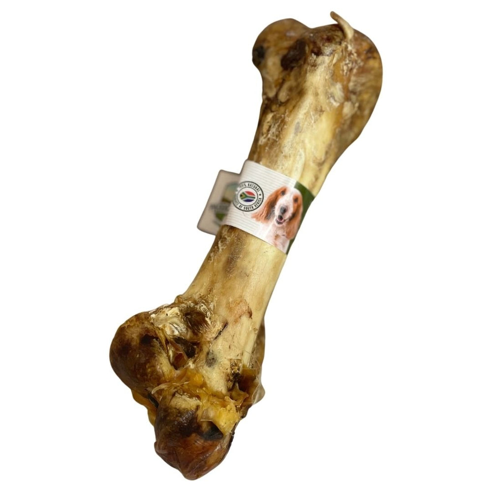 Nova - Ostrich Dino Bone