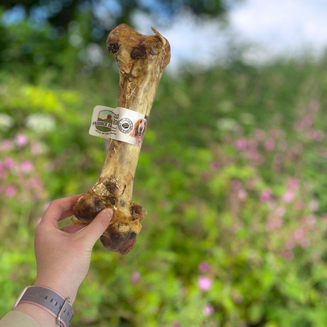 Nova - Ostrich Dino Bone