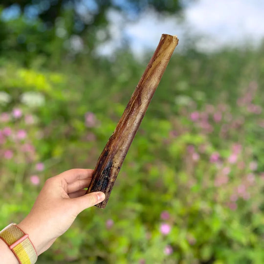 Nova - Ostrich Marrow Bone