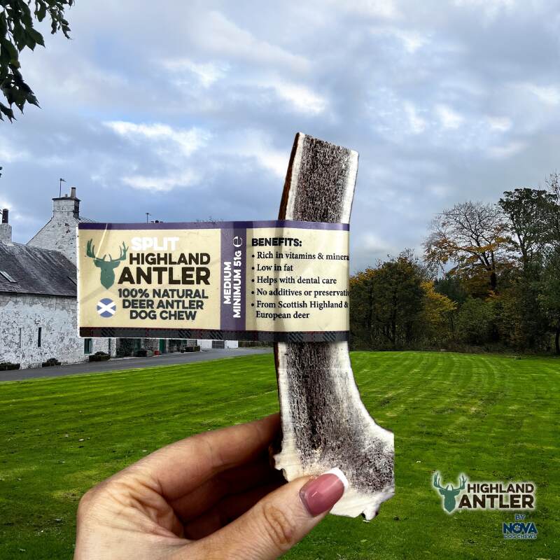 Nova - Split Red Deer Antler