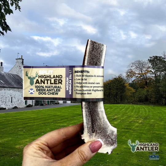 Nova - Split Red Deer Antler