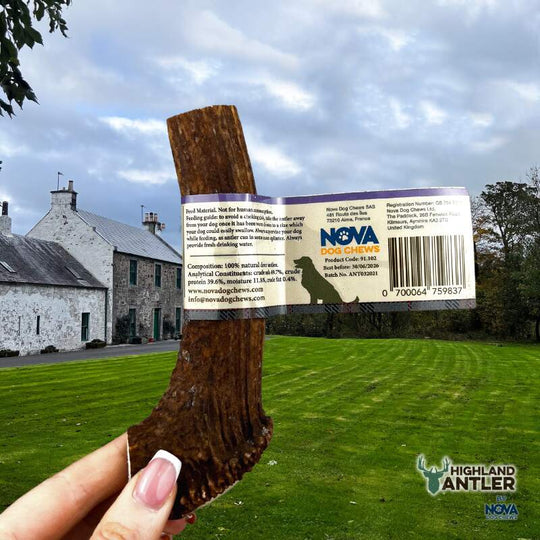 Nova - Split Red Deer Antler