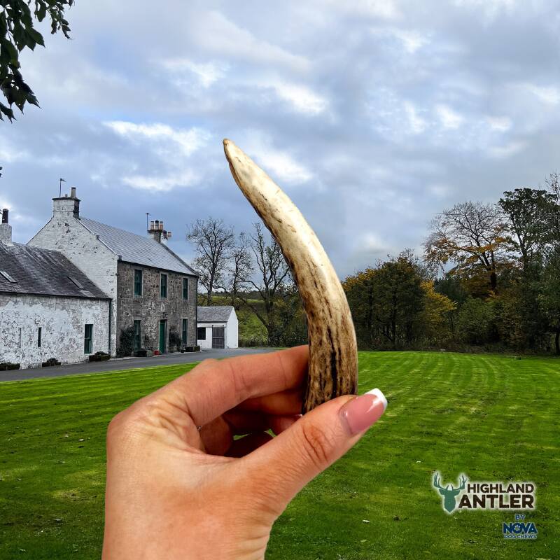 Full Antler Dog Chew