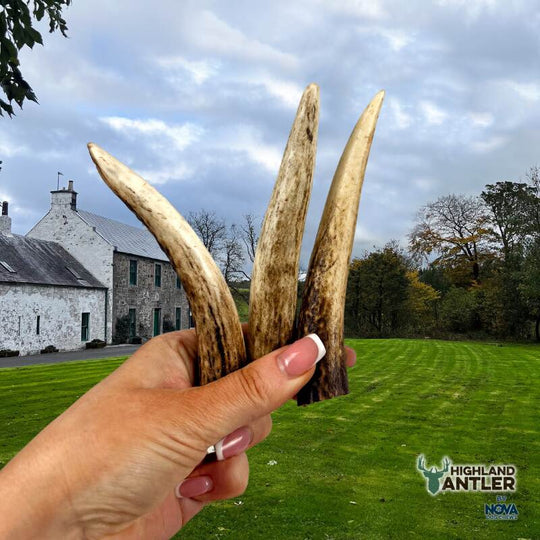 Full Antler Dog Chew