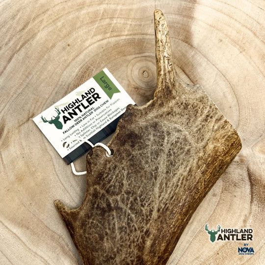 Piece of Fallow deer Antler lying on a wooden surface.