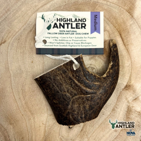 Fallow Deer Antler piece on a wooden surface