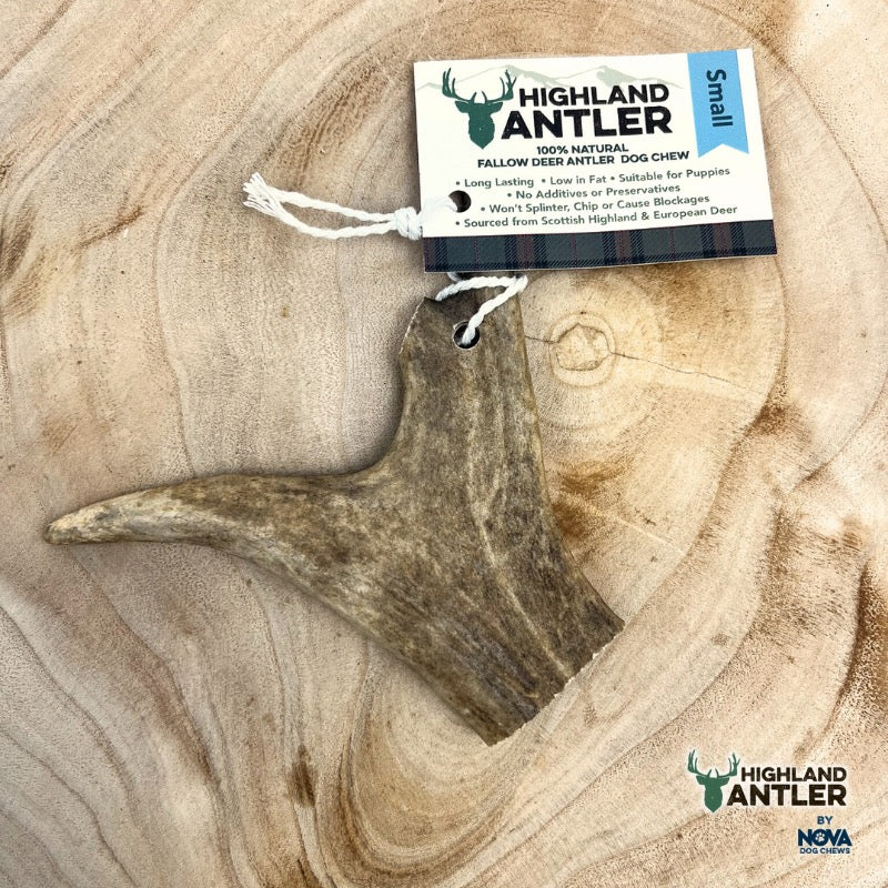 Piece of Fallow deer Antler on a wooden surface