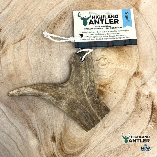 Piece of Fallow deer Antler on a wooden surface