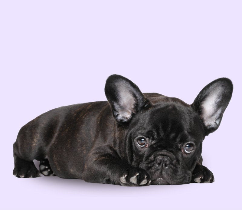 Brindle French Bulldog puppy lying down. Pale lilac background.