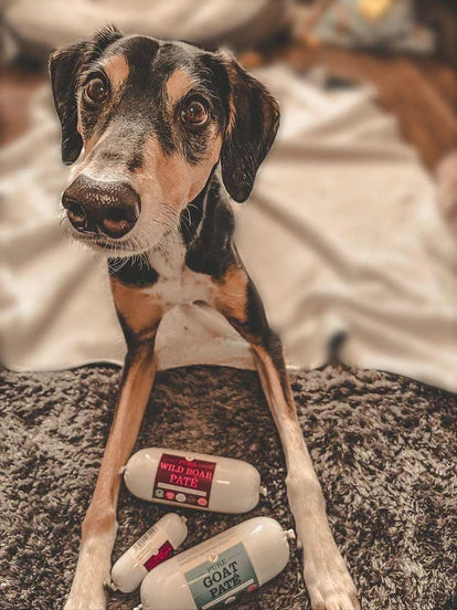 JR Pet Products Pure Pate