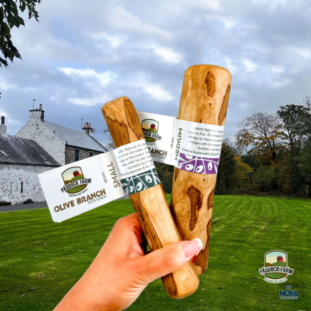 Olive Branch Dog Chew