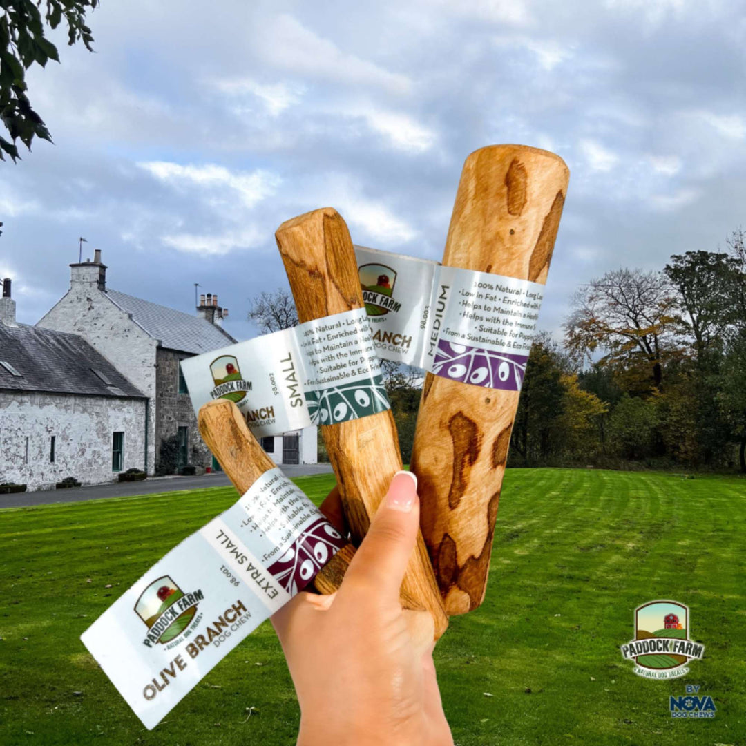 Olive Branch Dog Chew